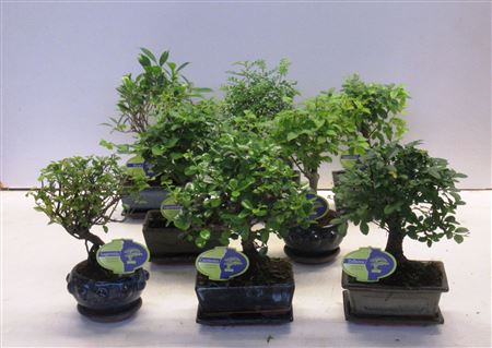 Bonsai Mix Lodder Special, A Various Mix Of Many