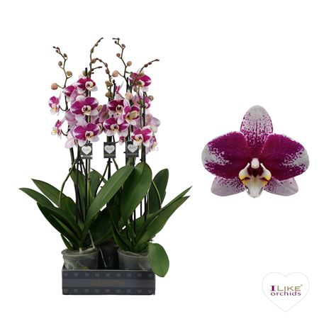 Phal 2st Barcelona 16+ (levo)