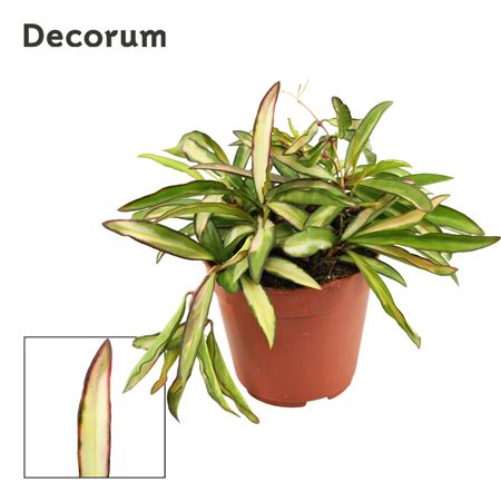Hoya Wayetti 12 Tricolor (decorum)