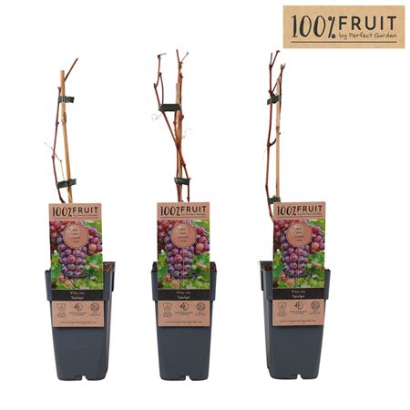 Vitis Vin Spulga