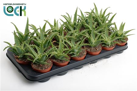 Aloe Arborencis