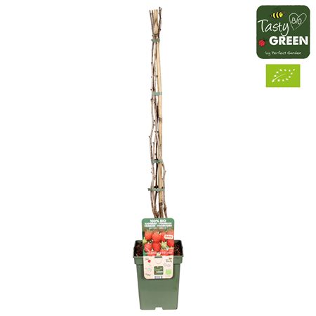 Rubus Ideaus Summer Chef Bio
