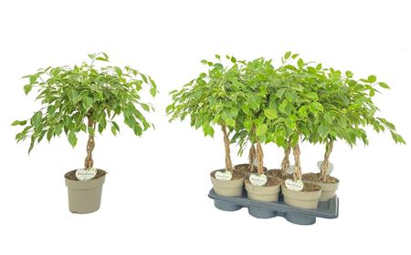 Ficus Be Safrana Twisted Stem