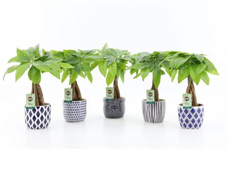 Pachira Aquatica Twisted Stem In Delft Blue Cerami