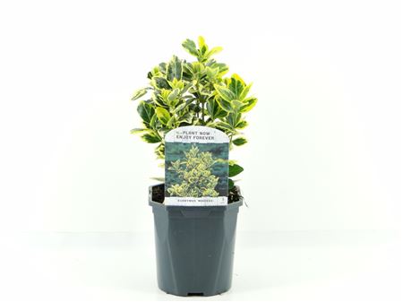 Euonymus Jap Marieke
