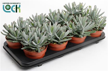 Senecio Cotyledon Octopus