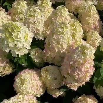 Гортензия метельчатая Би Свит