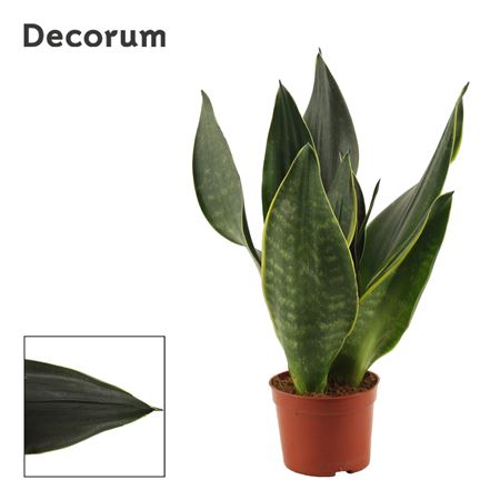 Sansevieria Black Diamond (decorum)