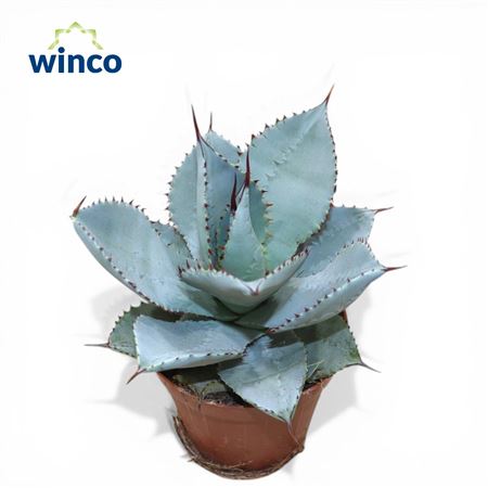 Agave Dragionis