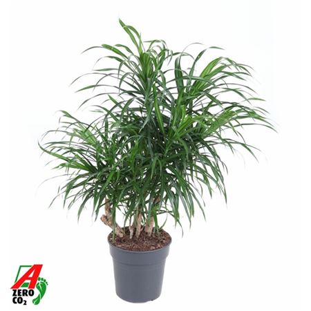 Drac Anita Variegata Branched