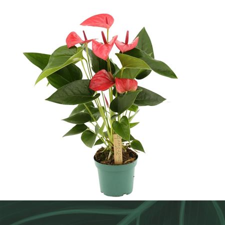 Anth An Melito 5+ (amazone)