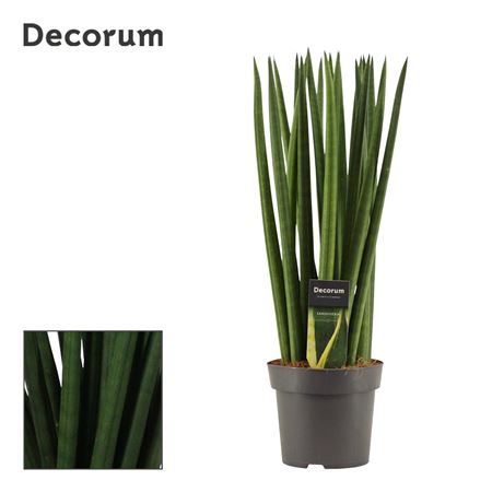 Sansevieria Cylindrica Spaghetti (dec)