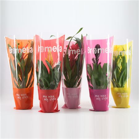 Bromelia Excellent Mix In Vensterhoes