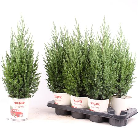 Stricta P-13 In Smartcup Christmas