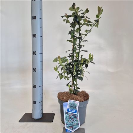 Ilex Mes Blue Maid