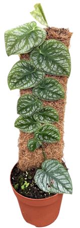 Monstera Dubia