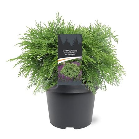 Chamaecyparis Laws Globosa
