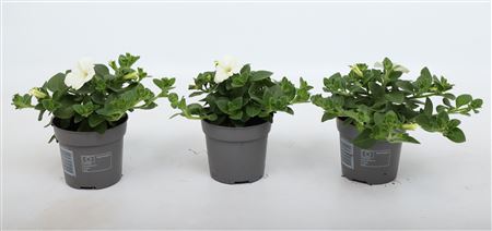 Alpetunia White