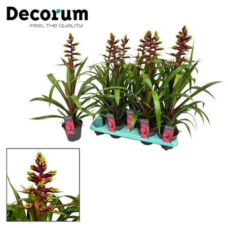 Guzmania Choco (decorum)