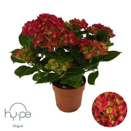Hydrangea Ma Red 7+ (hy-pe)