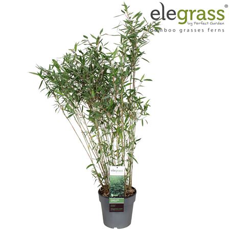 Fargesia Nitida Dark Shadow