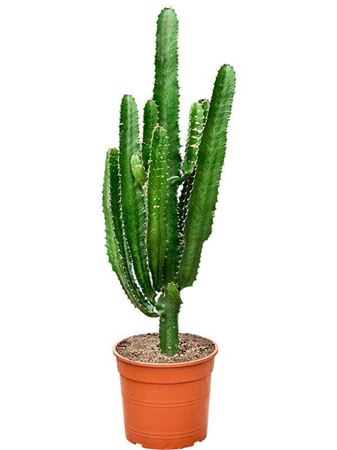Euphorbia Acrurensis