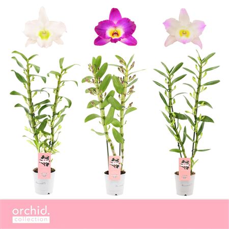 Dendr Nob 2st Mix Orchid Collection