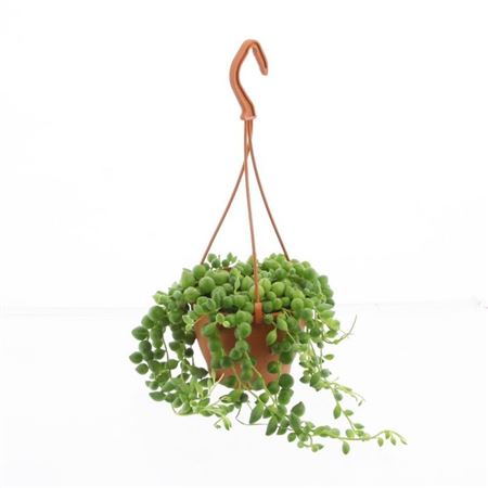 Senecio Rowleyanus Hangpot