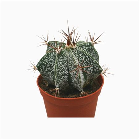 Astrophytum Ornatum 5,5 Cm