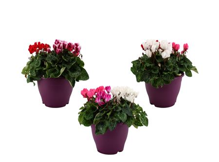 Cyclamen Carnaval