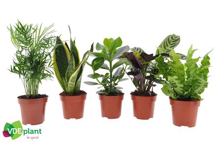Plantmix Easy Care Mix