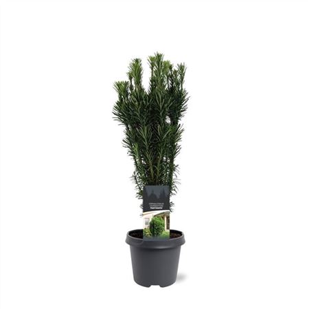Cephalotaxus Harringtonii Fastigiata