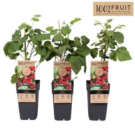 Rubus Thornless Loganberry