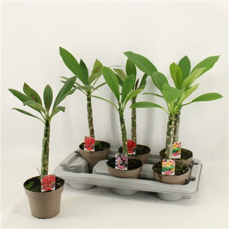 Plumeria Alba Mix