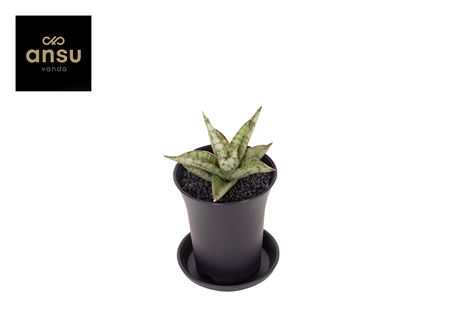 Sansevieria Comet Canoe No.3