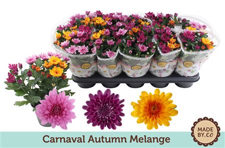 Chrys Carnaval Autumn Melange