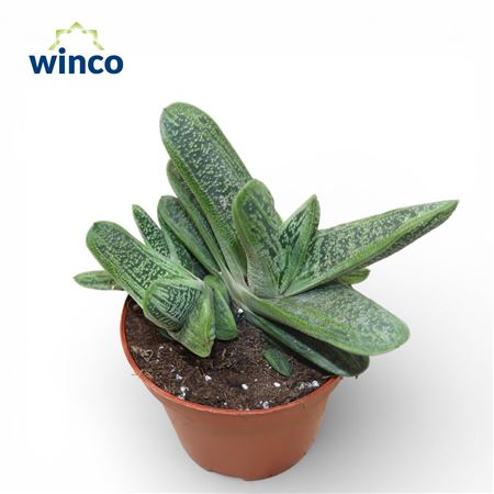 Gasteria Little Warthii