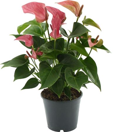 Anth An Romantico 5+ In Transparant Sleeve