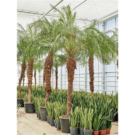 Phoenix Roebelenii (400-460)