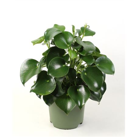 Peperomia Polybotrya Raindrop
