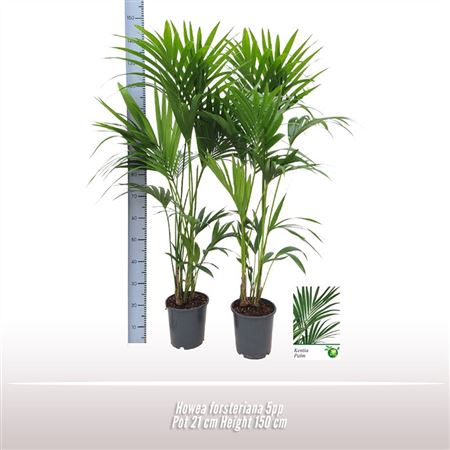Howea Forsteriana 8+