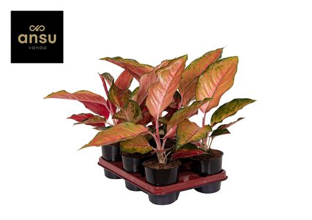 Aglaonema Sunray Green