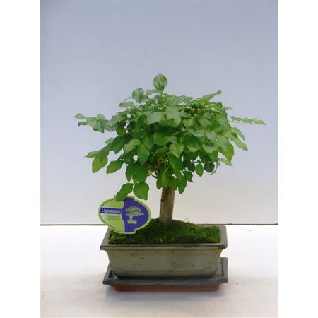 Bonsai Ligustrum Sinensis, 20cm., Broom, With Drip