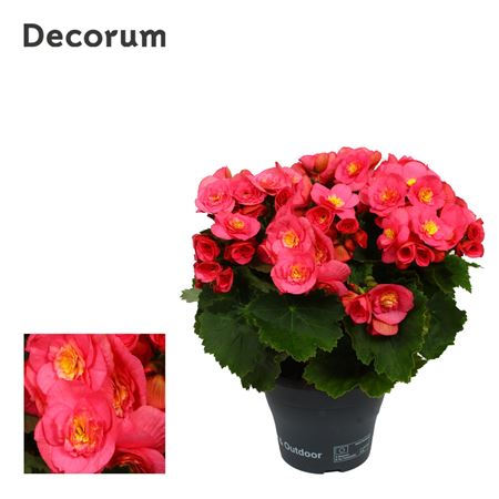 Begonia Belove Pink (decorum)