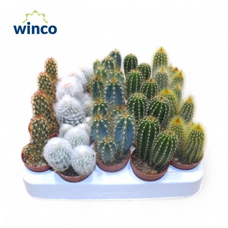 Cactus Mix (5spc.)