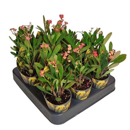 Euphorbia Milii Potcover