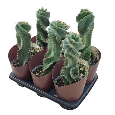 Cereus Forbesii Spiralis Potcover