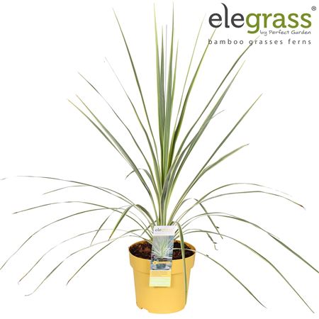 Cordyline Australis Lime Passion