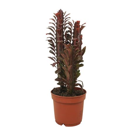 Euphorbia Trigona `rubra` 12 Cm