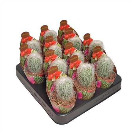 Cephalocereus Senilis Potcover